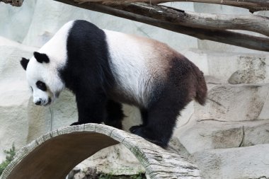 Hayvanat bahçesinde betonun üzerinde duran panda
