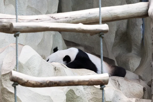 Panda v cape v Zoo — Stock fotografie