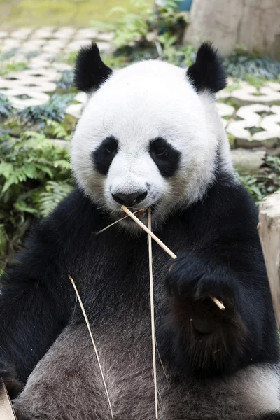 Panda sit and eating bamboo — Stock Photo, Image