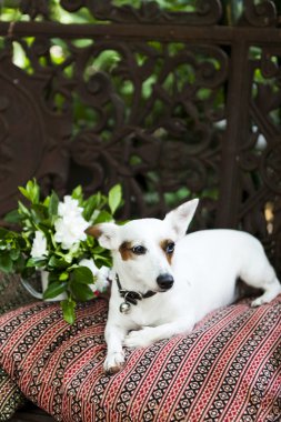 Jack russell Bahçe bankta bekliyor