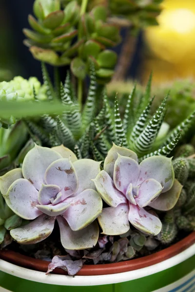 Belle piante succulente in vaso, primo piano — Foto Stock