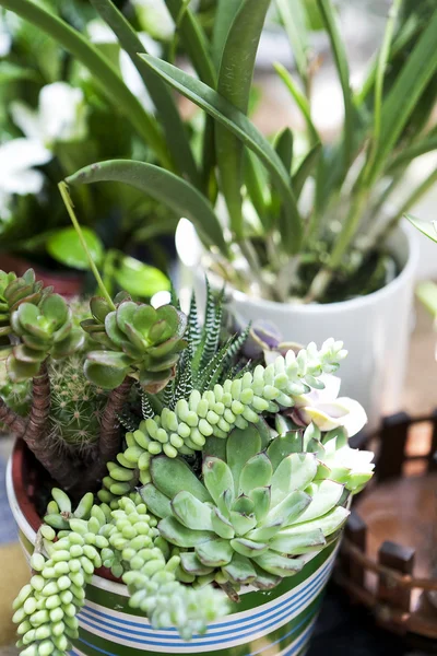 De belles plantes succulentes en pots — Photo