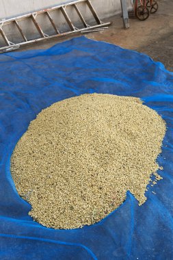 Organik güneş, kurutulmuş kahve çekirdekleri.