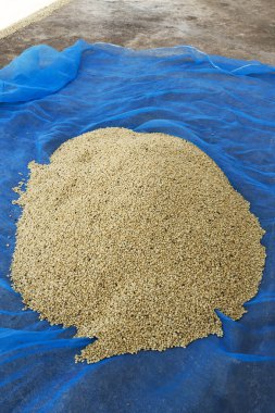 Organik güneş, kurutulmuş kahve çekirdekleri.