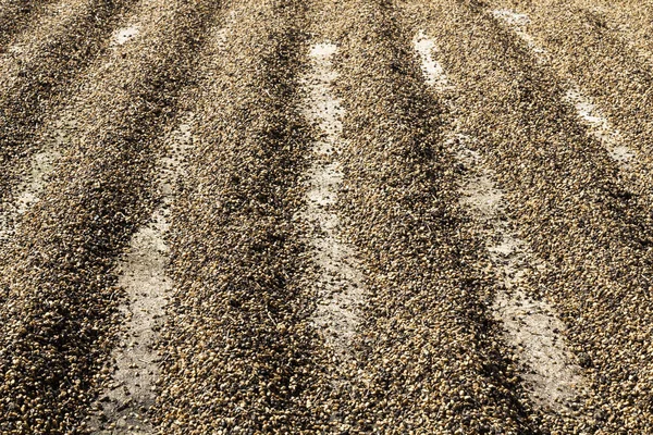 地面に列に太陽乾燥コーヒー豆 — ストック写真