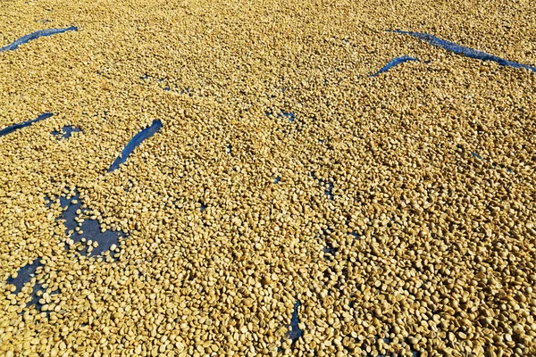 Sun Dried Coffee Beans Ground — Stock Photo, Image