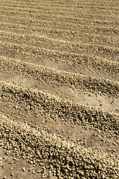 地面に列に太陽乾燥コーヒー豆 — ストック写真
