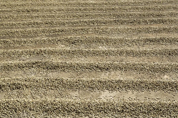 地面に列に太陽乾燥コーヒー豆 — ストック写真