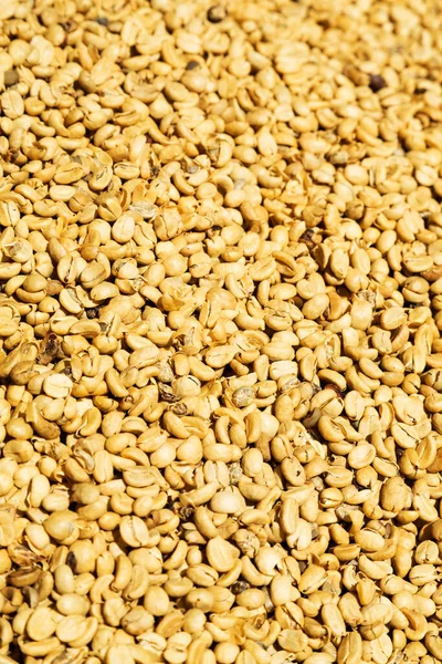 Sun Dried Coffee Beans Background — Stock Photo, Image