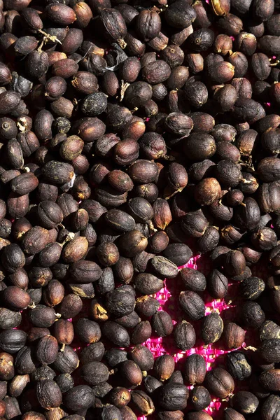 Sole Essiccato Chicchi Caffè Biologico Sfondo Vista Dall Alto — Foto Stock