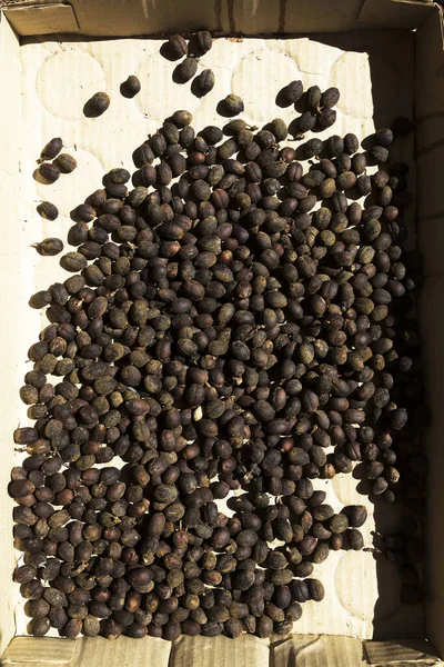 太陽乾燥有機コーヒー豆の背景トップ表示 — ストック写真