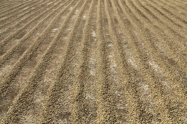 地面に列に太陽乾燥コーヒー豆 — ストック写真