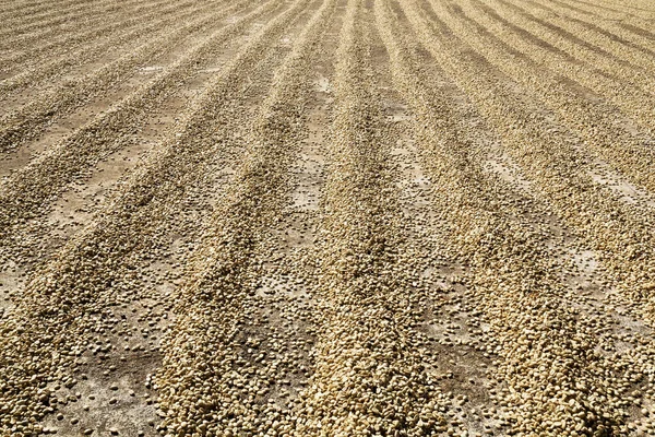 Sun dried coffee beans in row on ground