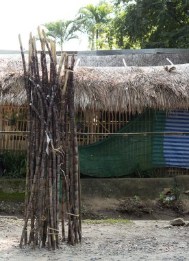 Şeker kamışı roadsid üzerinde satmak için