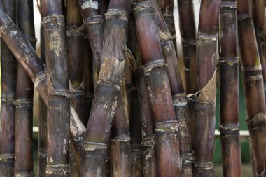 şeker kamışı arka plan