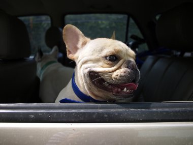 Fransız buldozer araba 