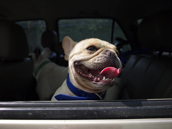 Bouledogue français en voiture — Photo