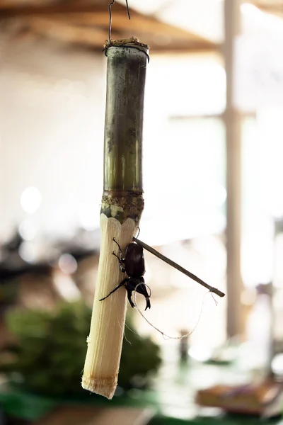 Xylotrupes gideon auf Zuckerrohr — Stockfoto