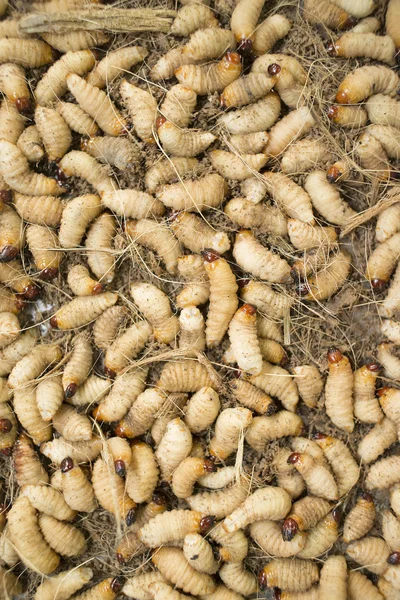 Fresh worms in local market — Stock Photo, Image