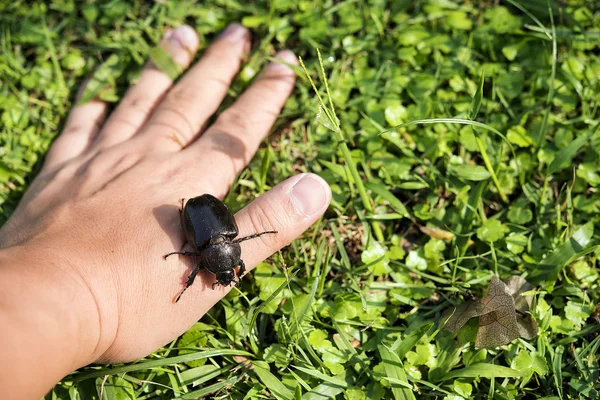 Perempuan Xylotrupes gideon di tangan — Stok Foto