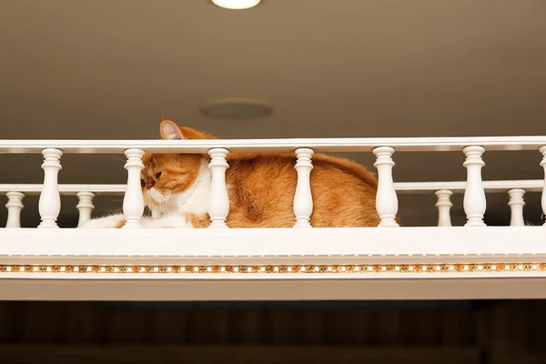 Cat lay on cat's bridge — Stock Photo, Image