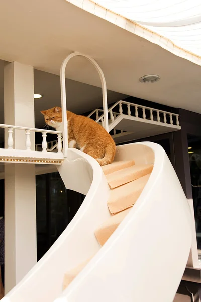 Kot chodzić u kota schody — Zdjęcie stockowe