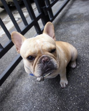 Fransız buldozer bekleyen