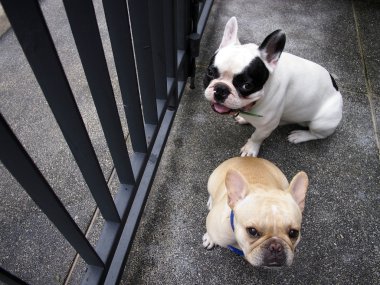 Fransız buldozer arıyorsunuz ve emrimi bekleyin