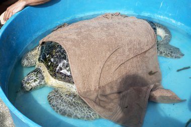 Kaplumbağa geri eve gitmeye hazır