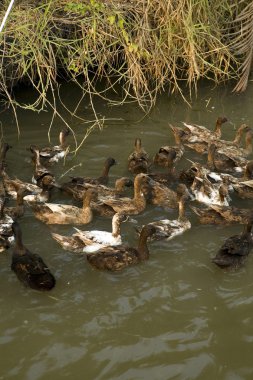 Ördekler gölette yüzüyor