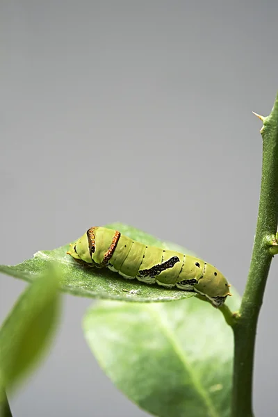 Groene rups worm op blad — Stockfoto