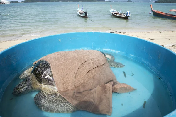 Turtle redo att åka hem — Stockfoto