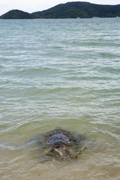 Sköldpadda går tillbaka till havet — Stockfoto