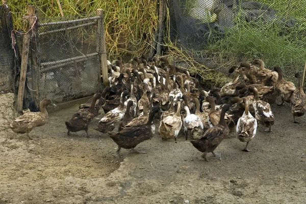 ドアを通って実行しているカモ — ストック写真