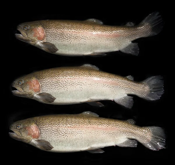 Rainbow trouts on black background — Stock Photo, Image