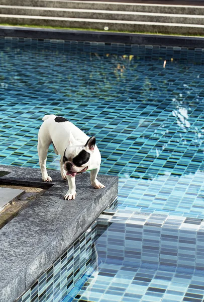 French bulldog at pool sid — Stock Photo, Image
