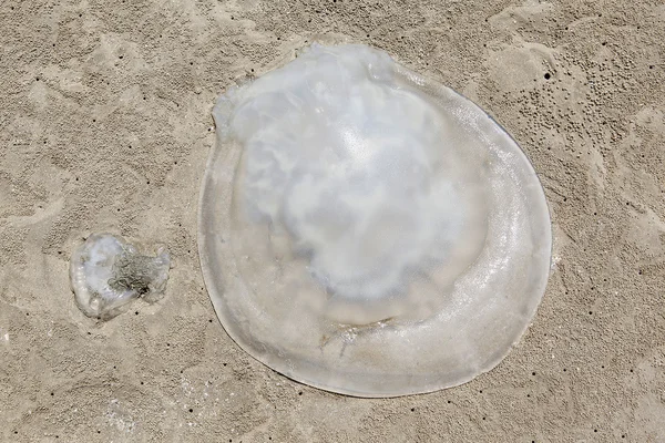 Döda maneter på stranden — Stockfoto