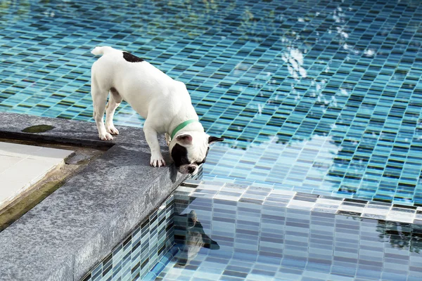Buldog francés mirando el reflejo en la piscina — Foto de Stock