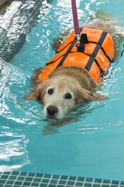 Havuzda altın geri almak