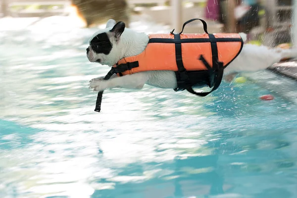 Französische Bulldogge springt in Schwimmbad — Stockfoto