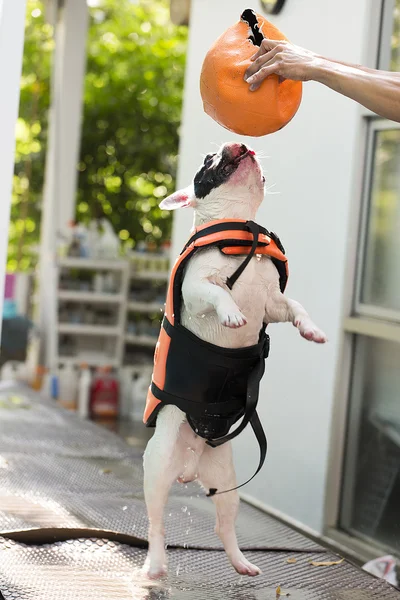 Francouzský bull pes snaží dostat míč — Stock fotografie