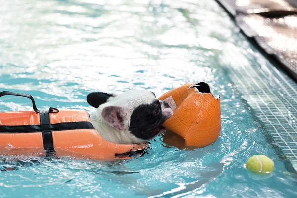 Francês Bull cão nadando na piscina — Fotografia de Stock