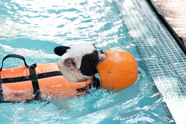 Francouzská bull pes plavání v bazénu — Stock fotografie
