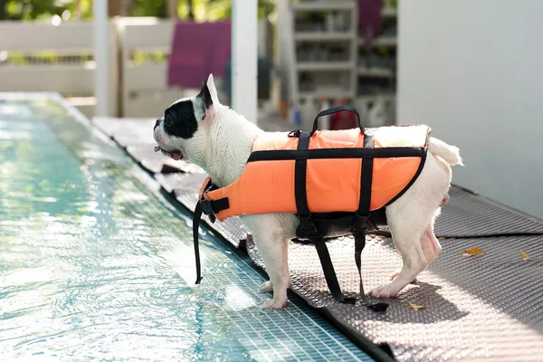 Fransız boğa köpek havuzu yanında — Stok fotoğraf