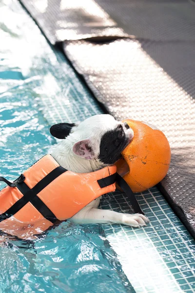 Boğa köpek Yüzme Havuzu içinde Fransız — Stok fotoğraf