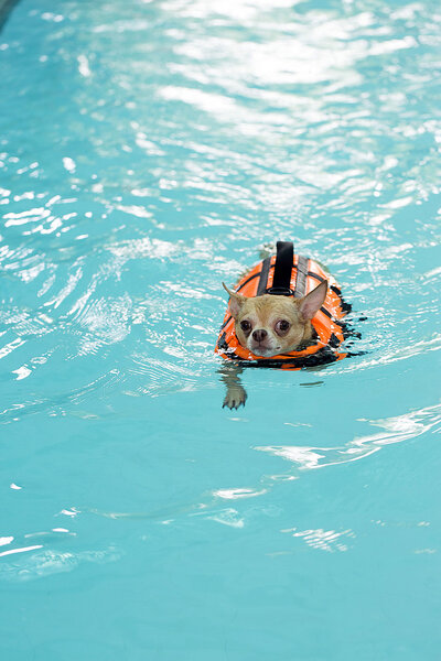 Chihuahua swimming in dog pool