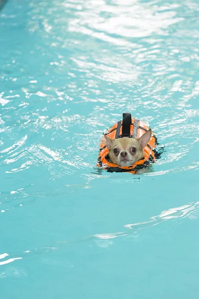 Plavání v bazénu pes Chihuahua — Stock fotografie