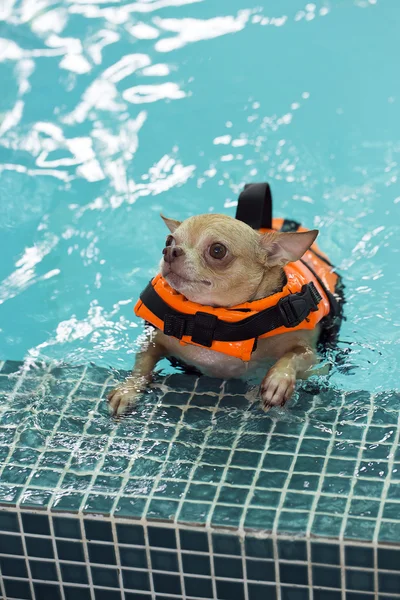Chihuahua na piscina do cão — Fotografia de Stock