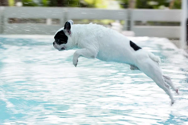 Bulldog francés saltando a la piscina Fotos De Stock Sin Royalties Gratis