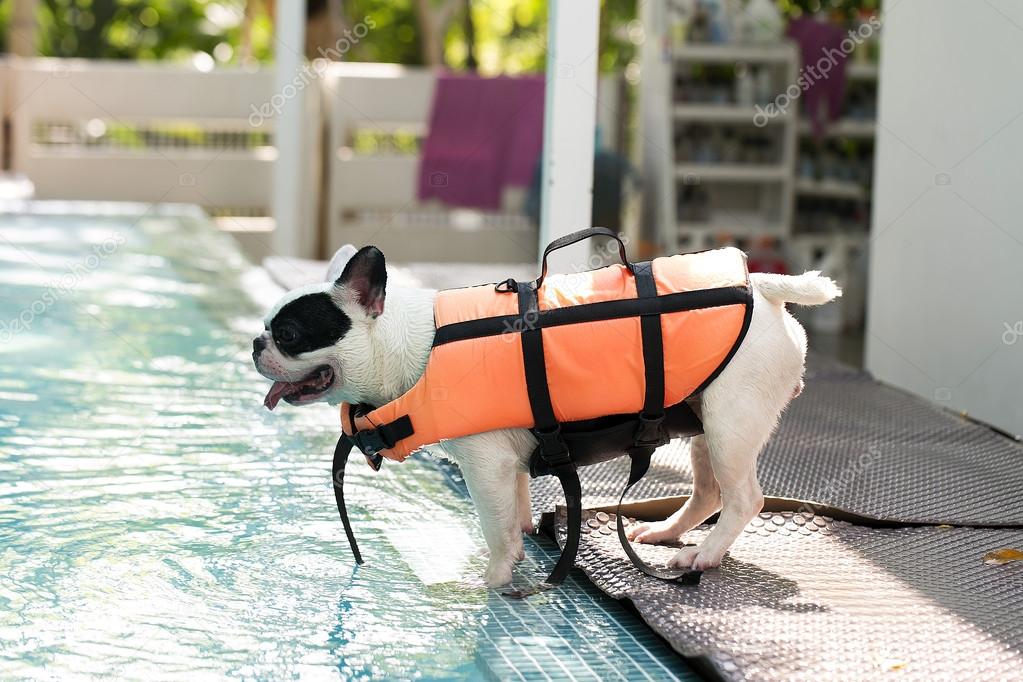 French bull dog at pool side